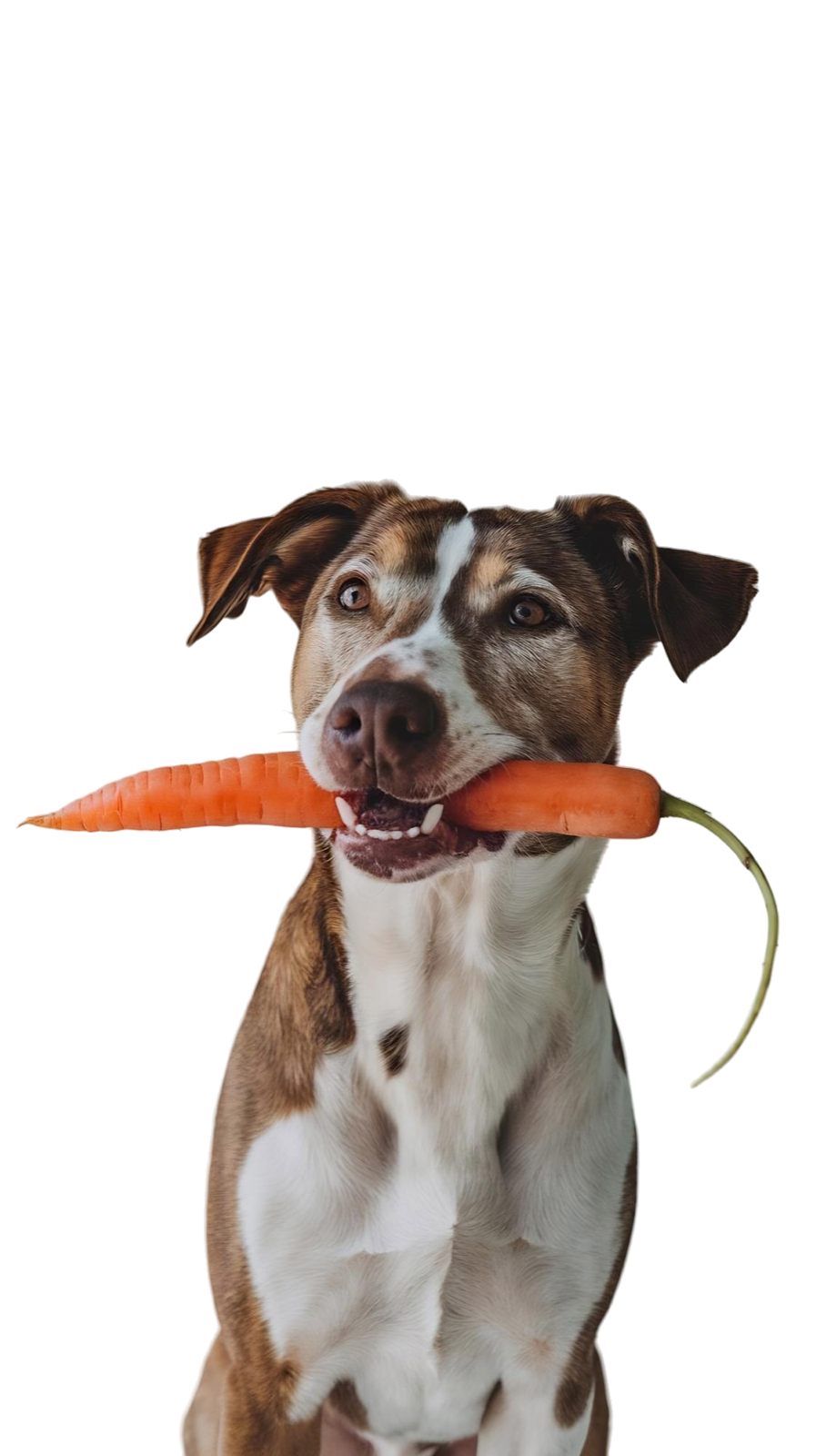 El alimento que 
tu mascota se merece