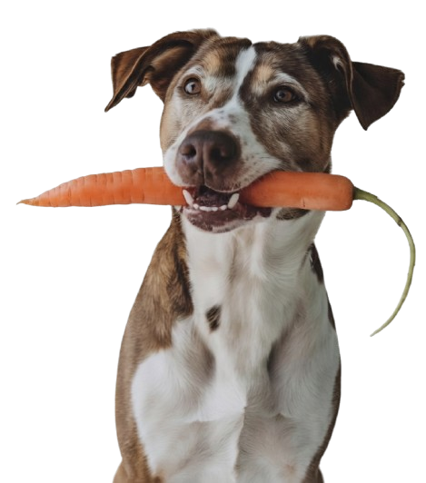 El alimento que tu mascota se merece
