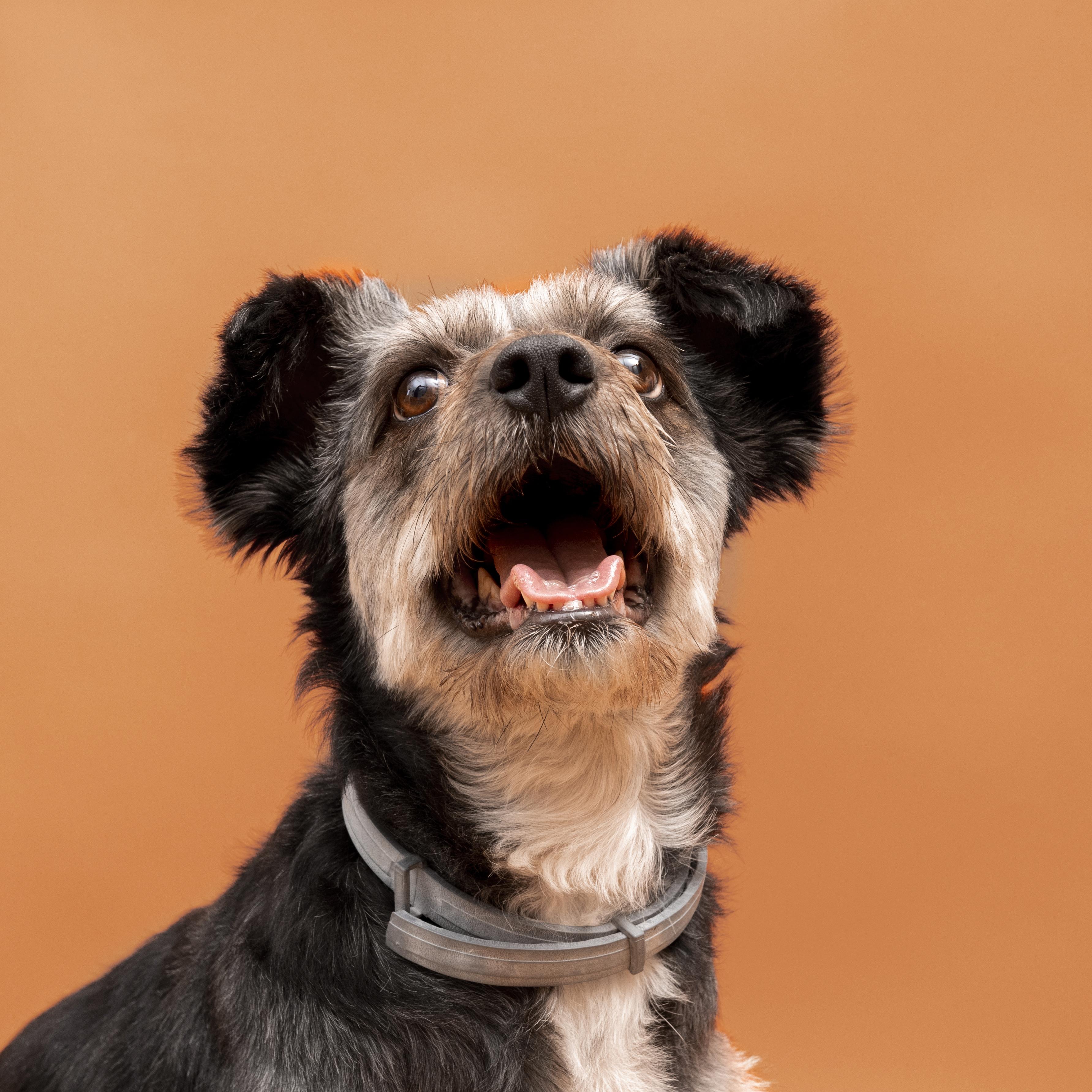 Perro saludable gracias a una nutrición completa